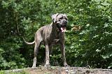 CANE CORSO 934